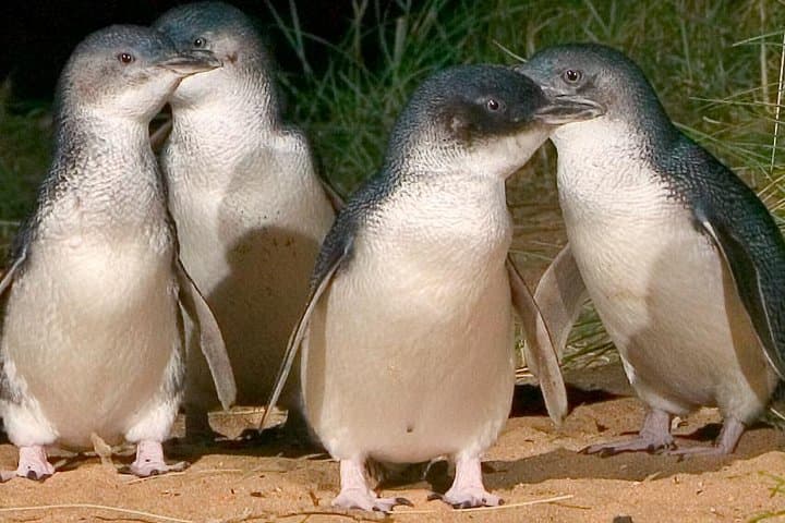Up Close with the Little Penguins: Private Phillip Island Sunset Tour from Melbourne