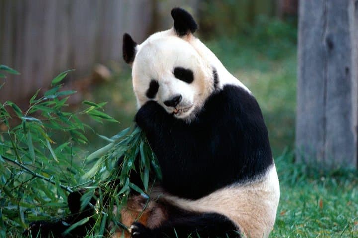 Beijing Panda House & Summer Palace Half-Day Private Tour: Pandas, Palace and Kunming Lake