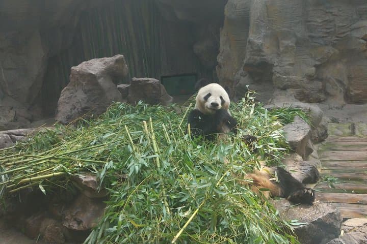 Beijing Panda House & Summer Palace Half-Day Private Tour: Pandas, Palace and Kunming Lake photo 3