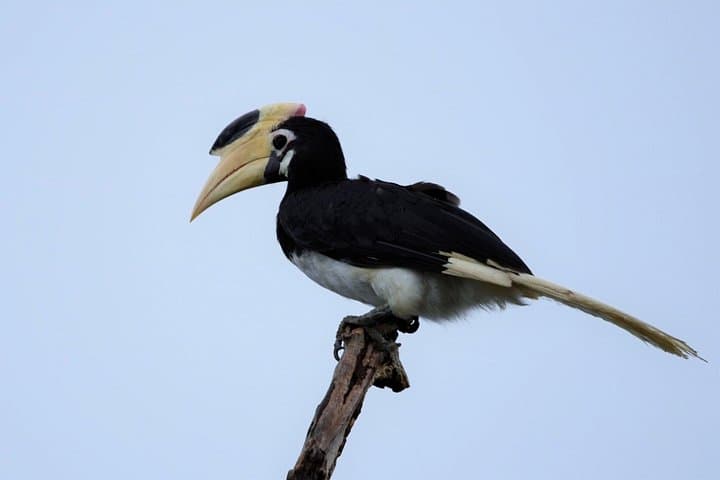 Kumana National Park Full-Day Jeep Safari from Arugam Bay photo 3