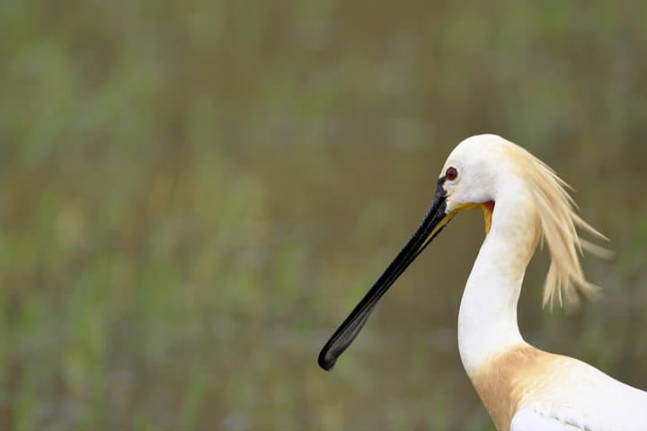 Kumana National Park Full-Day Jeep Safari from Arugam Bay photo 4