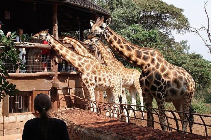 Giraffe Center, David Sheldrick Elephant Orphanage & Kazuri Beads: Nairobi Day Tour photo 4