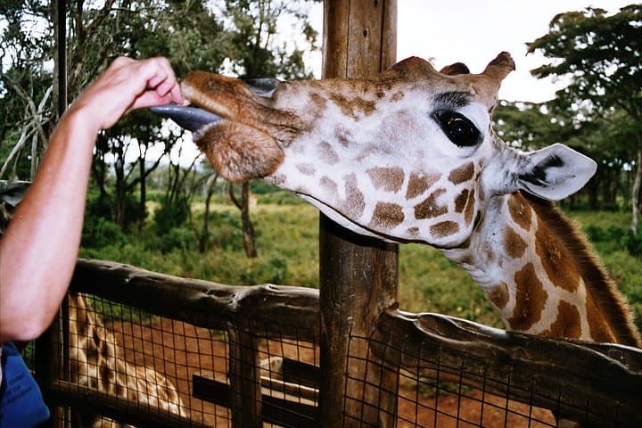 Giraffe Center, David Sheldrick Elephant Orphanage & Kazuri Beads: Nairobi Day Tour photo 5