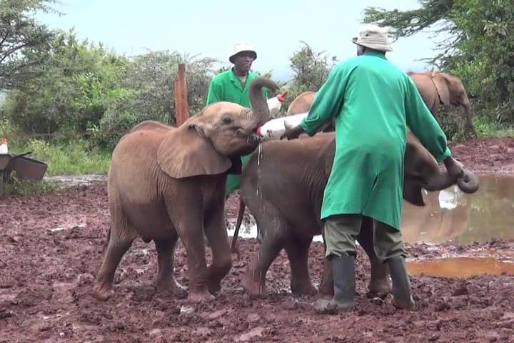 Giraffe Center, David Sheldrick Elephant Orphanage & Kazuri Beads: Nairobi Day Tour photo 6