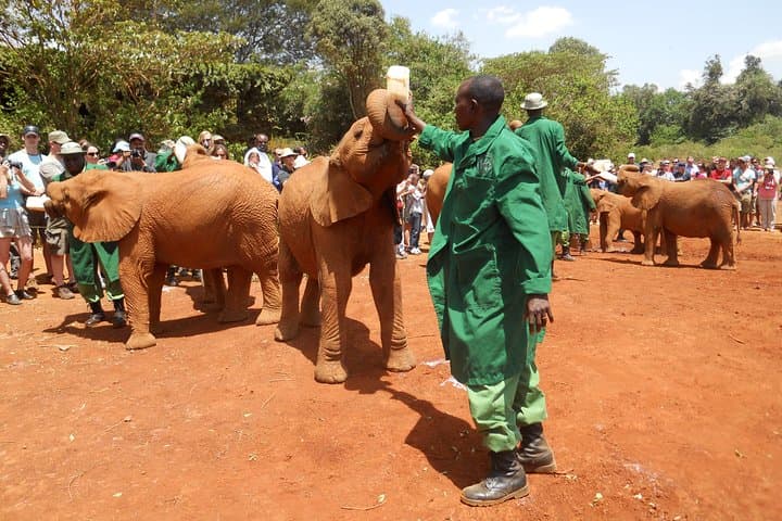 Giraffe Center, David Sheldrick Elephant Orphanage & Kazuri Beads: Nairobi Day Tour photo 3