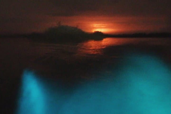 Puerto Escondido Bioluminescent Night Tour at Manialtepec Lagoon