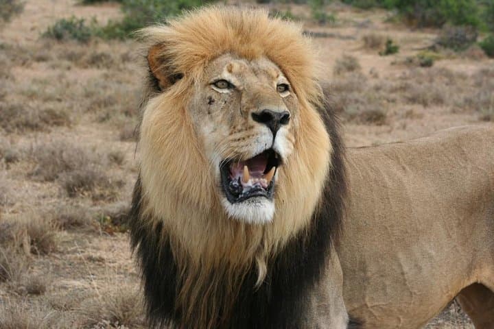 Addo Elephant Safari from Port Elizabeth: Half‑ and Full‑Day Private Tours photo 1