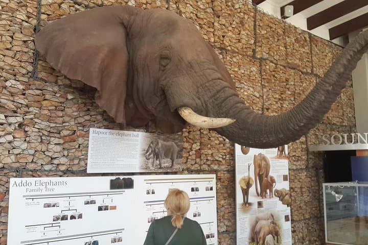 Addo Elephant Safari from Port Elizabeth: Half‑ and Full‑Day Private Tours photo 2