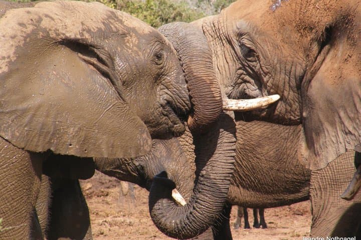 Addo Elephant Safari from Port Elizabeth: Half‑ and Full‑Day Private Tours photo 3