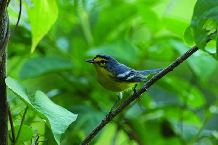 Early-Morning Bird Watching Tour in St Lucia's Millet Bird Sanctuary photo 2