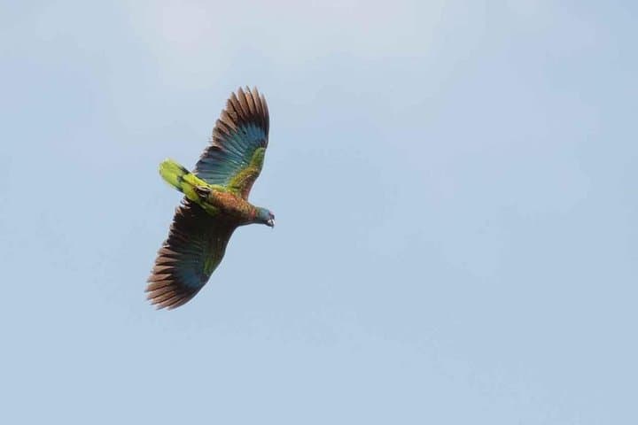 Early-Morning Bird Watching Tour in St Lucia's Millet Bird Sanctuary photo 3