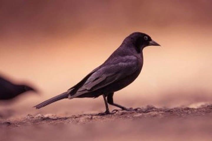 Early-Morning Bird Watching Tour in St Lucia's Millet Bird Sanctuary photo 4
