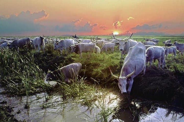 Explore Hungary's Puszta: Hortobágy & Debrecen Private Day Tour photo 2