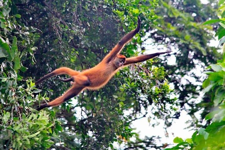 Tortuguero Full-Day Wildlife Observation: Boats, Turtles & Canal Life photo 2