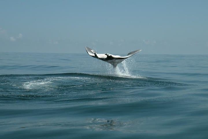 Swim with Whale Sharks from Isla Holbox — Full-Day Snorkel & Reef Stops photo 5