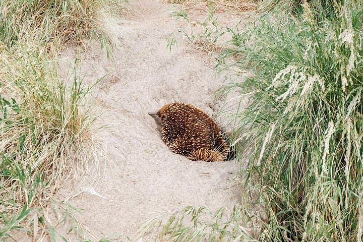 Cape Woolamai Hike and Penguin Parade: Phillip Island Day Tour photo 4