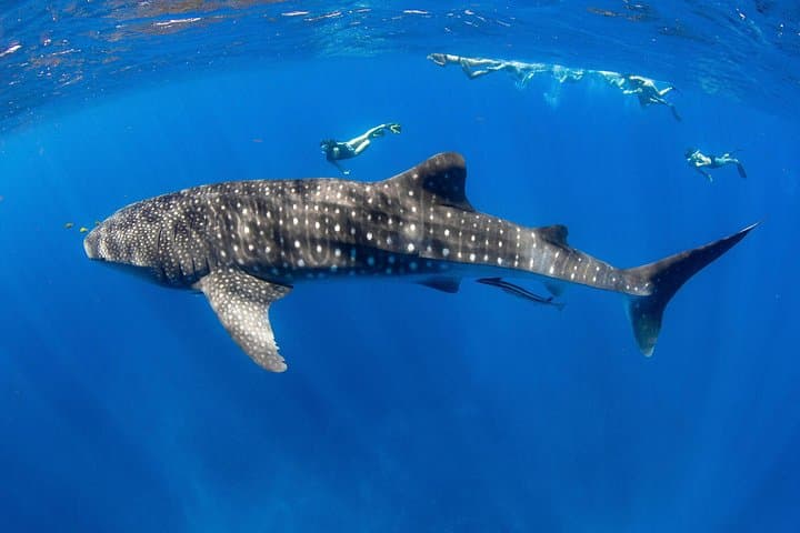 VIP Ningaloo Reef Private Charter — Whale Shark & Snorkel Day from Exmouth photo 3