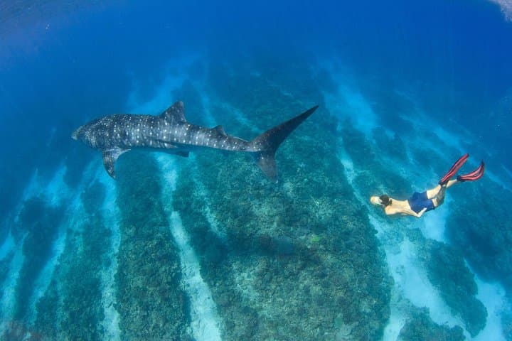 VIP Ningaloo Reef Private Charter — Whale Shark & Snorkel Day from Exmouth photo 5