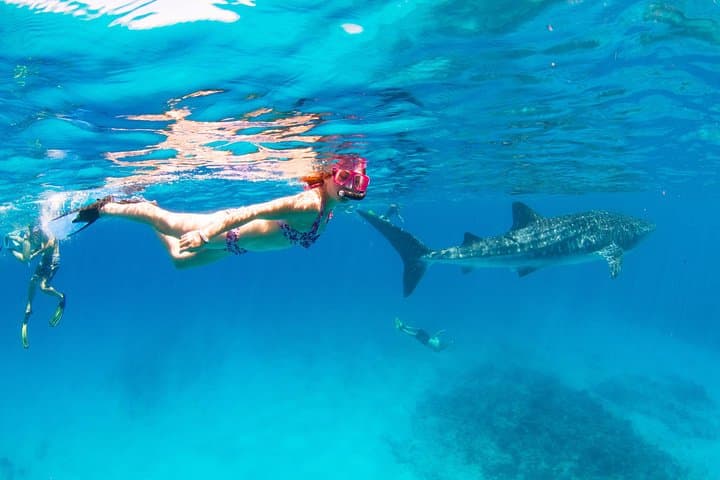 VIP Ningaloo Reef Private Charter — Whale Shark & Snorkel Day from Exmouth photo 6