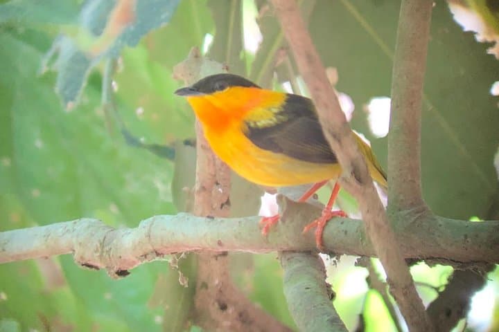 Carara National Park Birding Tour: Scarlet Macaws & Tropical Transition Forest