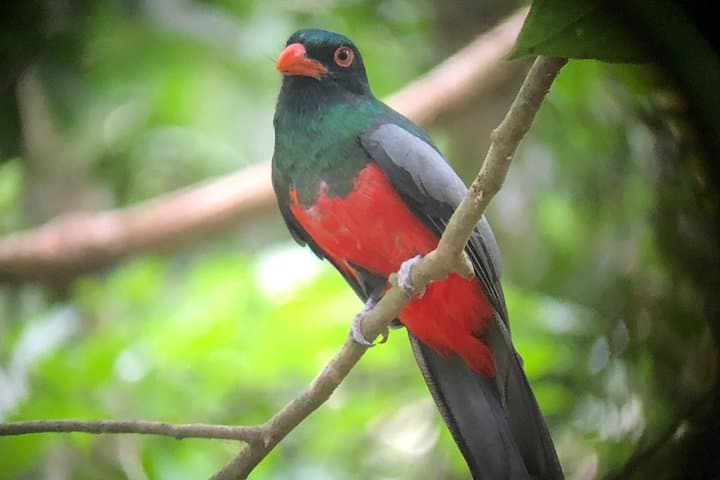 Carara National Park Birding Tour: Scarlet Macaws & Tropical Transition Forest photo 5