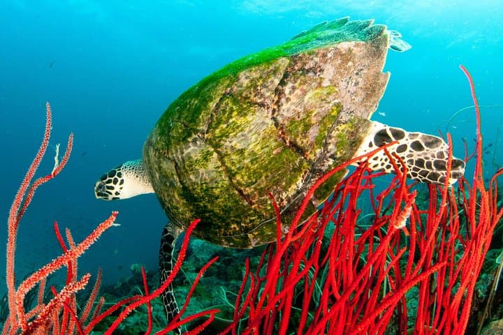 Koh Chang Two-Dive Day Trip: HTMS Chang Wreck & Koh Rang Reefs photo 6
