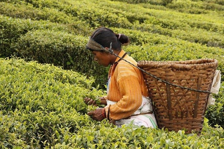 7-Day Light Trek to Ilam Tea Gardens — Sunrise Views & Tea-Plantation Walks photo 2