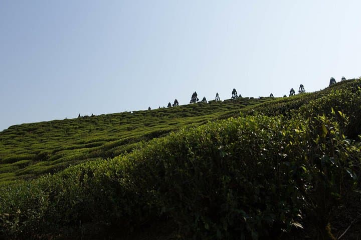 7-Day Light Trek to Ilam Tea Gardens — Sunrise Views & Tea-Plantation Walks photo 3
