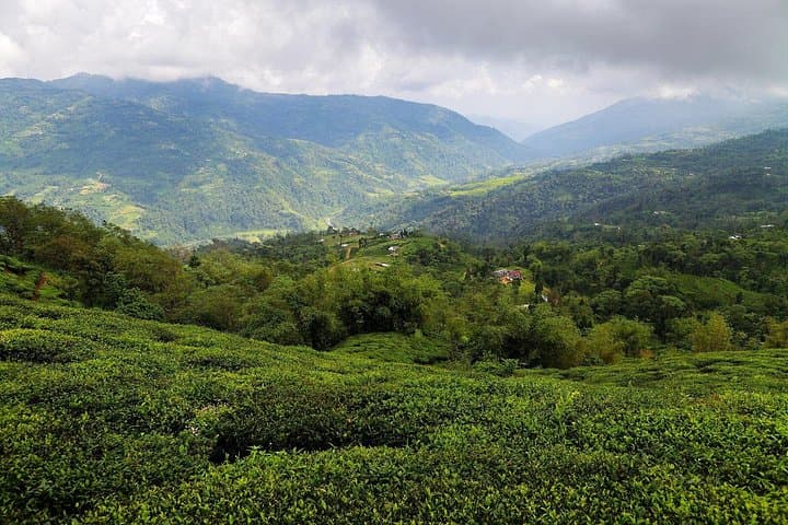 7-Day Light Trek to Ilam Tea Gardens — Sunrise Views & Tea-Plantation Walks photo 4