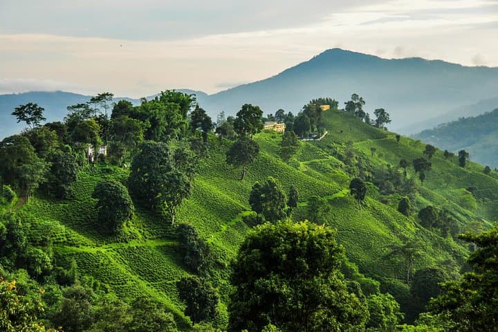 7-Day Light Trek to Ilam Tea Gardens — Sunrise Views & Tea-Plantation Walks