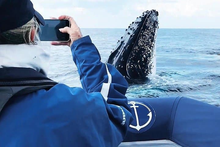 Premier Whale Watching Byron Bay — Humpback Cruise from Ballina photo 2
