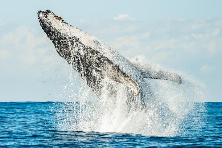 Premier Whale Watching Byron Bay — Humpback Cruise from Ballina photo 3