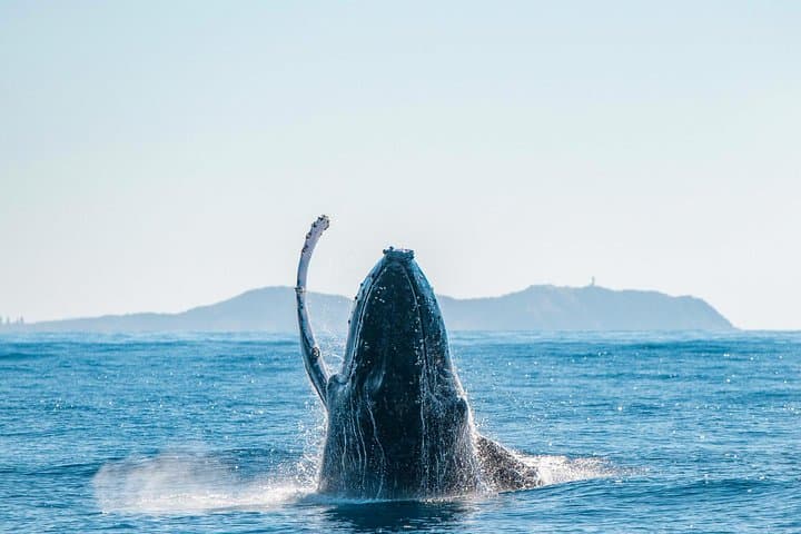 Premier Whale Watching Byron Bay — Humpback Cruise from Ballina photo 6