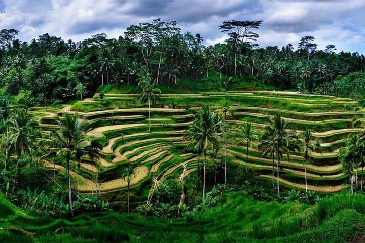 Private Ubud Day: Tegalalang Terraces, Tegenungan Waterfall & Jungle Swing photo 3