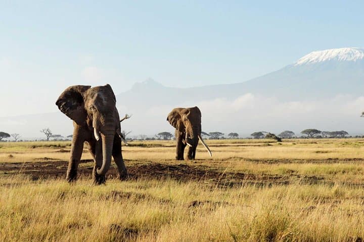 Cape Town Private Big Five Safari: Full-Day Game Reserve Tour photo 5