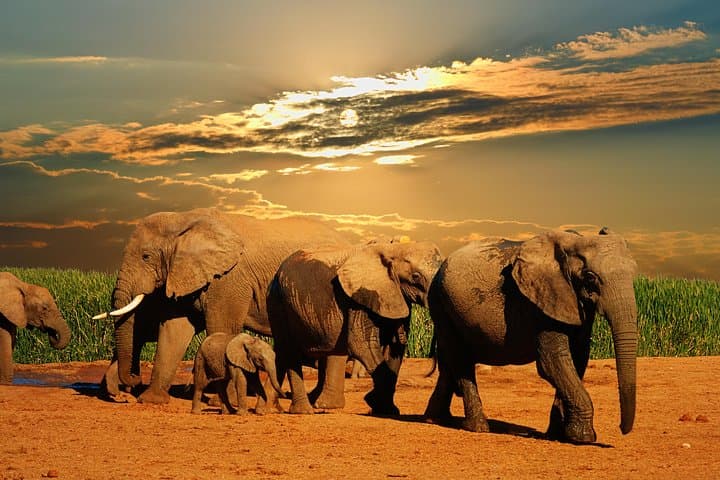 Three-Day Cape Town Safari, Winelands & Robben Island Experience photo 6