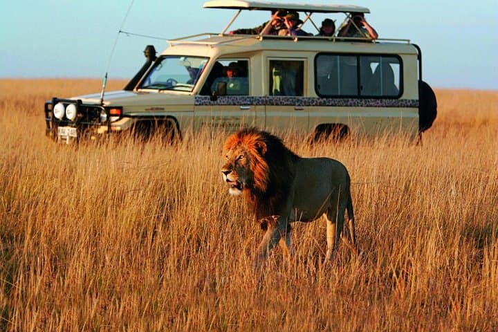 Three-Day Cape Town Safari, Winelands & Robben Island Experience photo 4
