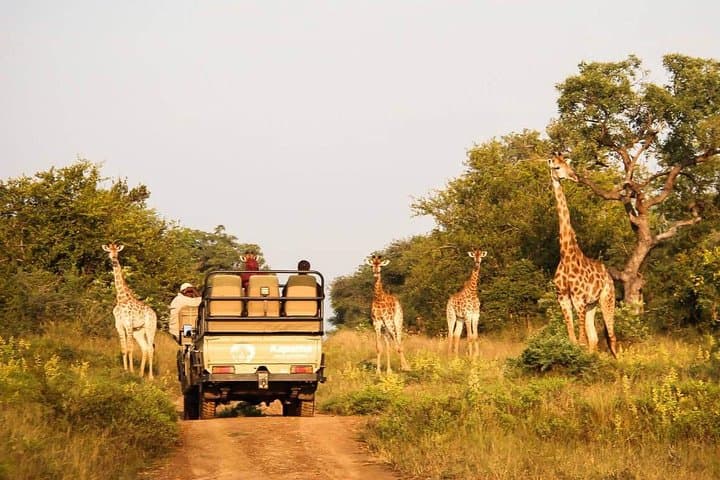 Cape Town to Aquila Full-Day Safari — Big Five Game Drive & Ceres Fruit Valley