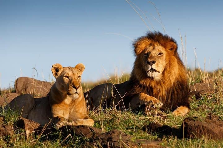 Three-Day Cape Town Safari, Winelands & Robben Island Experience photo 5