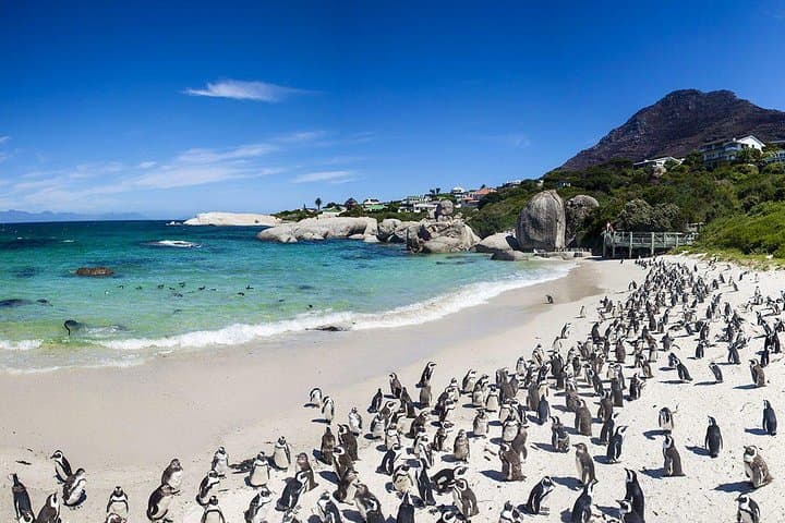 Cape Peninsula Full-Day Private Tour: Penguins, Chapman's Peak & Cape Point photo 5