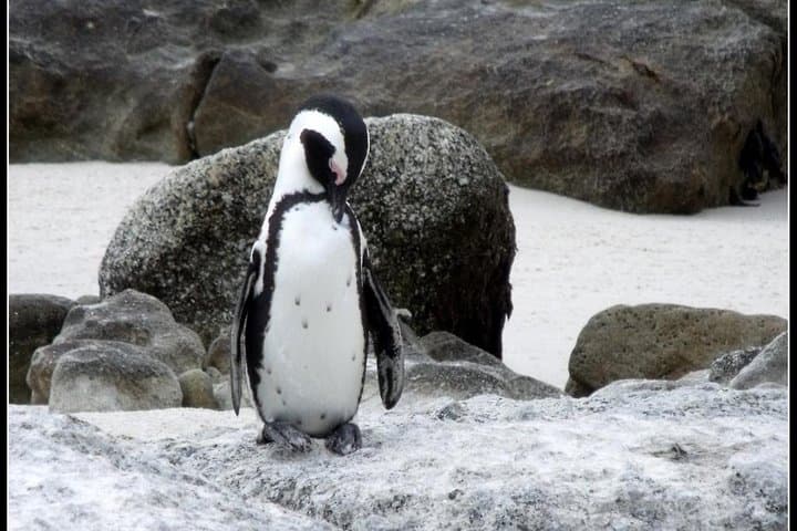 Cape Peninsula Full-Day Private Tour: Penguins, Chapman's Peak & Cape Point photo 6