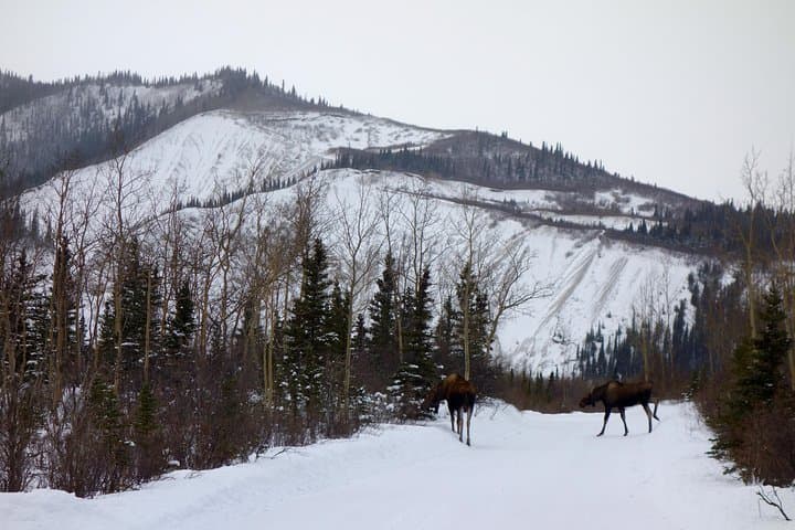 Explore Denali’s Wild Backcountry on a Side-by-Side ATV Adventure with Scenic Meals photo 6