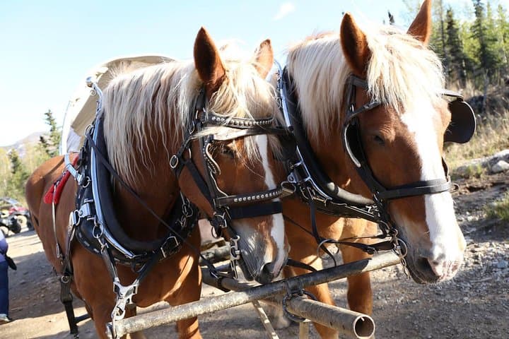 Denali Edge Horse-Drawn Covered Wagon Ride with Backcountry Dining photo 5