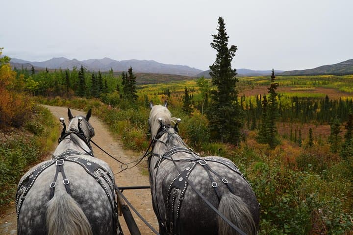 Denali Edge Horse-Drawn Covered Wagon Ride with Backcountry Dining photo 3