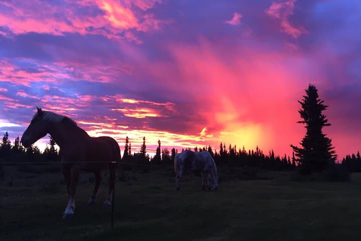 Denali Edge Horse-Drawn Covered Wagon Ride with Backcountry Dining photo 2