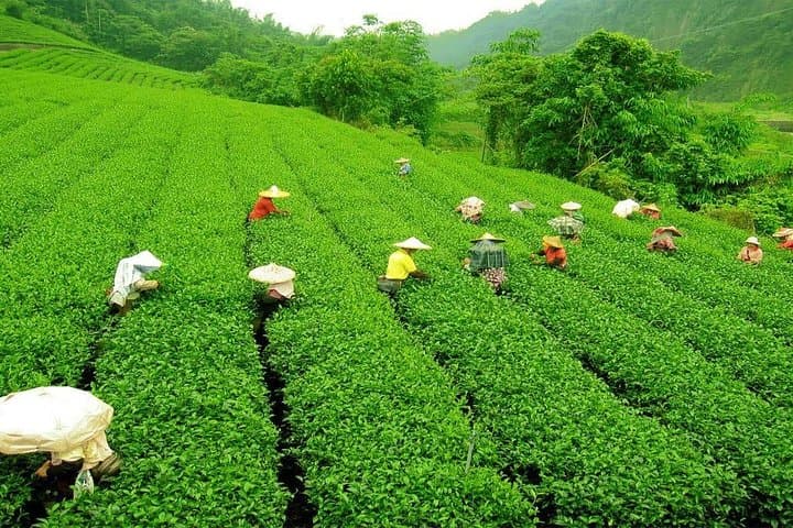 Nuwara Eliya Day Trip: Tea, Waterfalls & Gregory Lake from Colombo photo 6