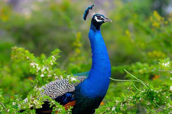 Udawalawe National Park Safari — Full-Day Wild Elephant & Birding Adventure photo 4