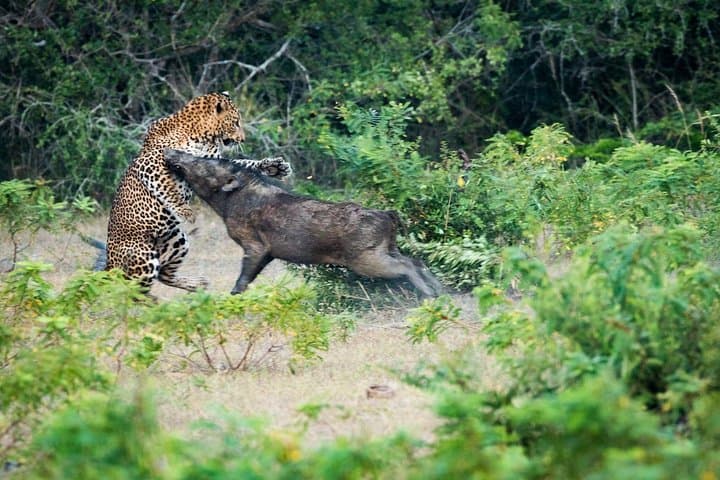 8-Day Classic Sri Lanka Tour: Sigiriya, Kandy, Tea Country & Yala Safari photo 6