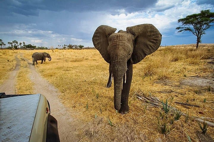 2-Day Ruaha National Park Safari: Elephants, Wild Dogs & Miombo Game Drives