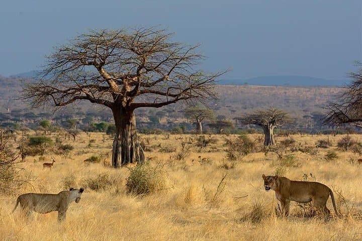2-Day Ruaha National Park Safari: Elephants, Wild Dogs & Miombo Game Drives photo 2